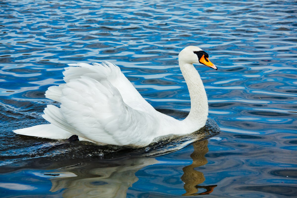 Cygne confronté à la perte : comprendre la tristesse chez les oiseaux