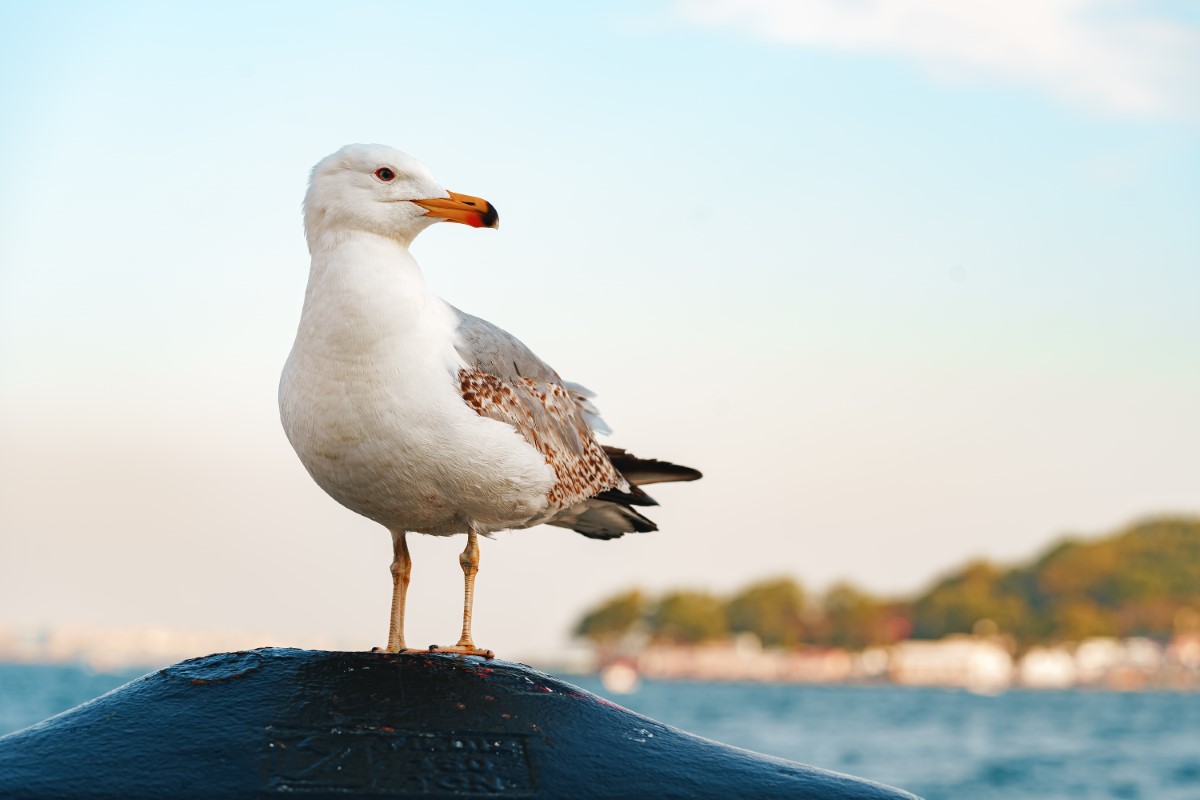 Laspirine-sur-la-sante-des-oiseaux-marins