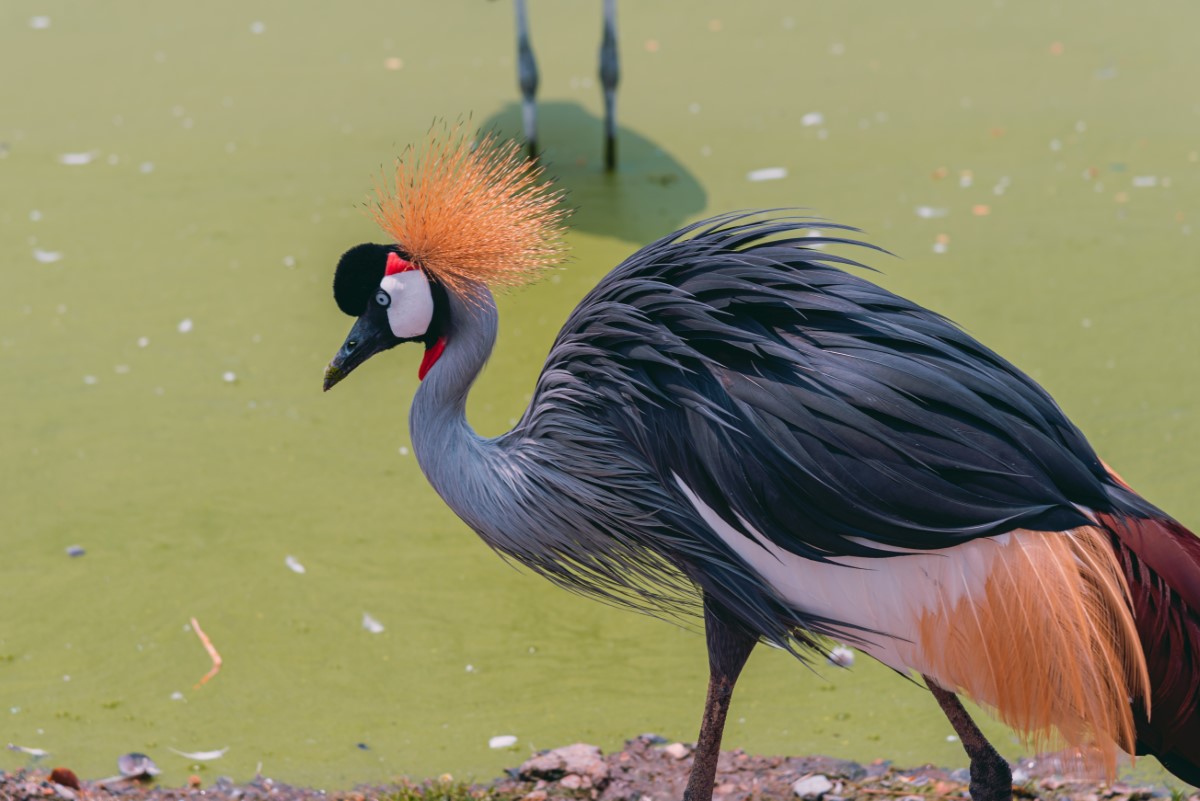 Préparation de nourriture hivernale 0 déchet pour oiseaux