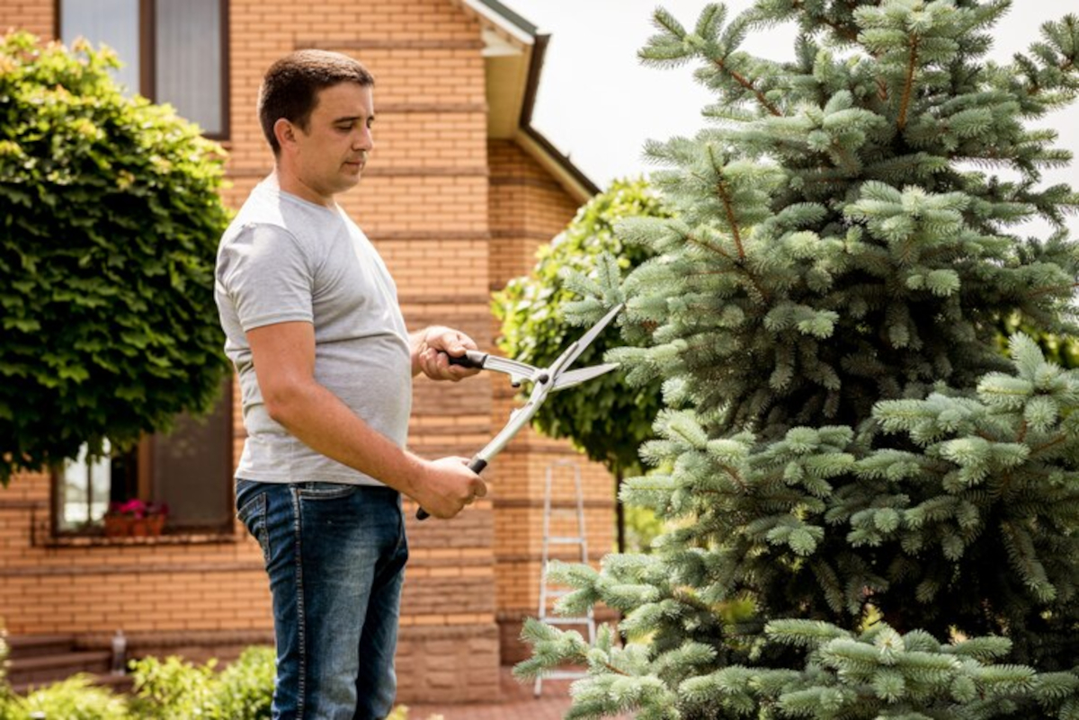 Tailler un sapin trop large : guide pour les jardiniers amateurs