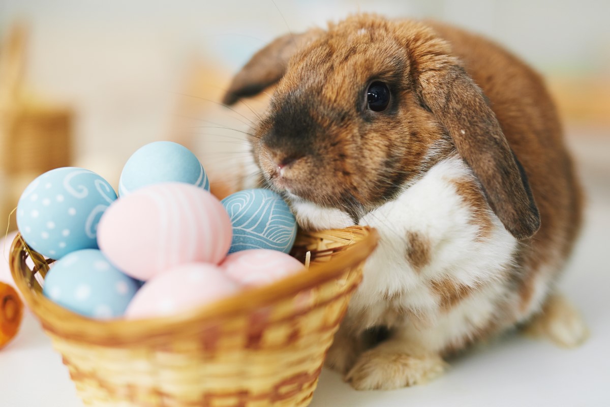 Techniques précises pour distinguer un lapin mâle d’une lapine