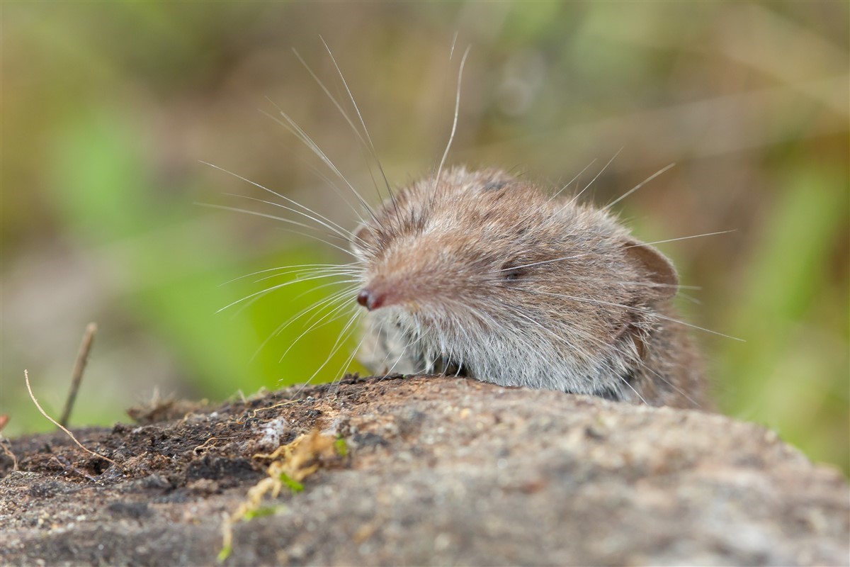 Zoom sur le pachyure étrusque : un petit mammifère discret de France