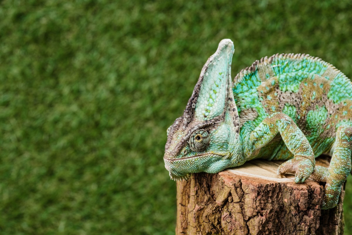 Les secrets du mimétisme : certains animaux se camouflent pour survivre