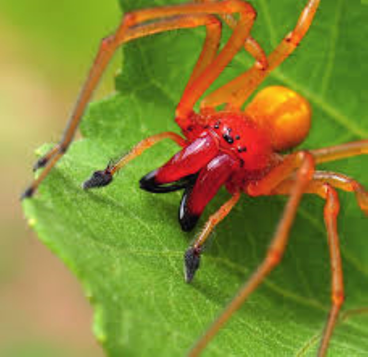 Les variétés d’araignées les plus menaçantes présentes en France