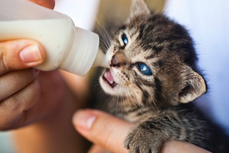 Idée de nom de chat mignon et original pour un mâle quel prénom choisir pour un chat