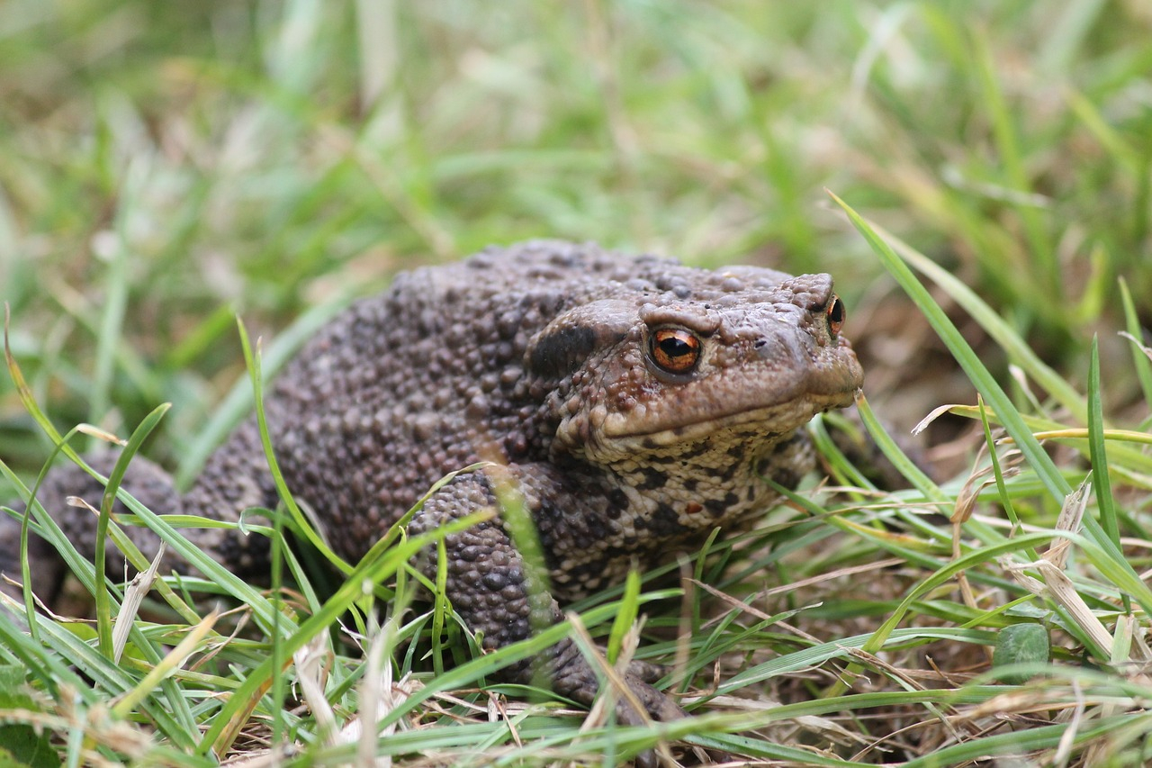 Reconnaître une crotte de crapaud ou hérisson facilement