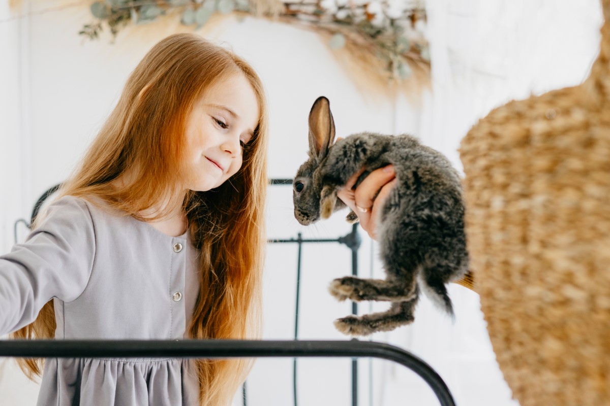 distinguer un lapin mâle d'une lapine