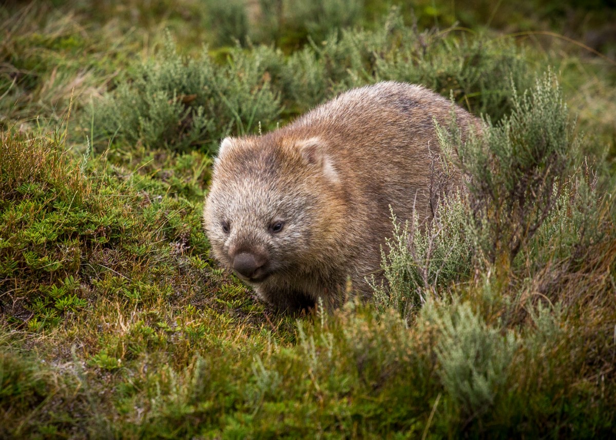 excrements-cubiques-des-wombats