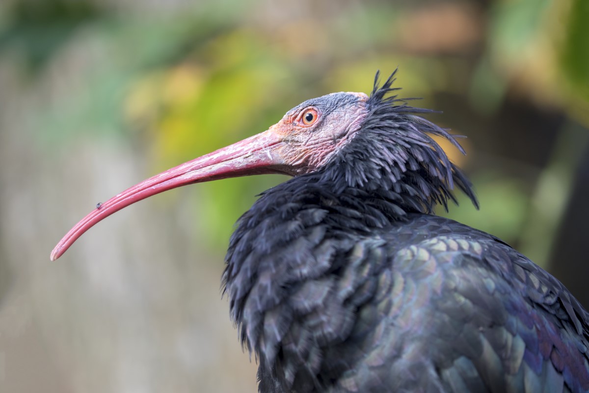 Les habitudes alimentaires spécifiques de l’ibis chauve