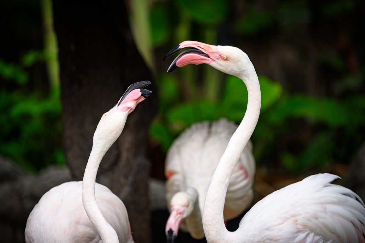 oiseaux-au-physique-le-plus-atypique