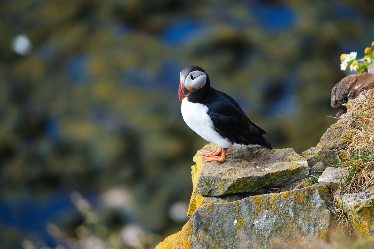 L’aspirine sur la santé des oiseaux marins : cas mortels chez les mouettes