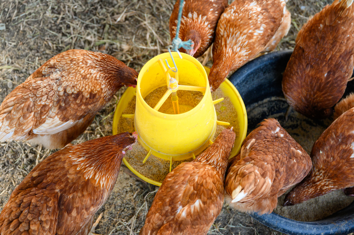 Optimisez la santé de vos poules et canards avec les meilleures mangeoires : guide d’achat