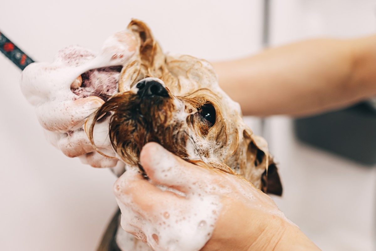 shampoing-pour-chien-ecologique